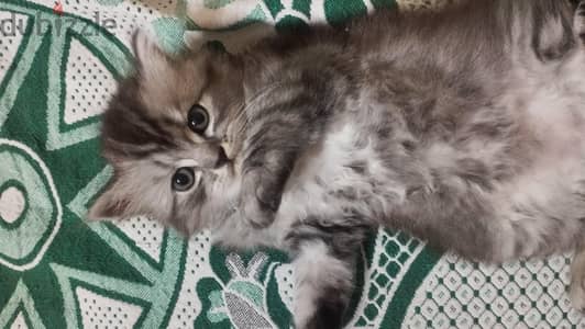 قط شيرازي مون فيس
