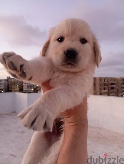 golden retriever puppies for sale