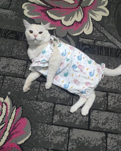 قط للتبني