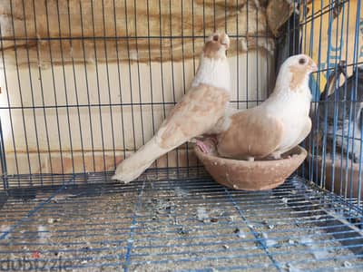 أبلق سكروته