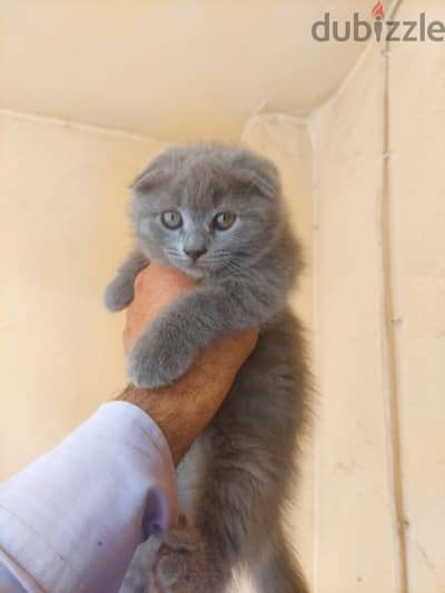 Scottish Kittens Available – Imported Bloodline