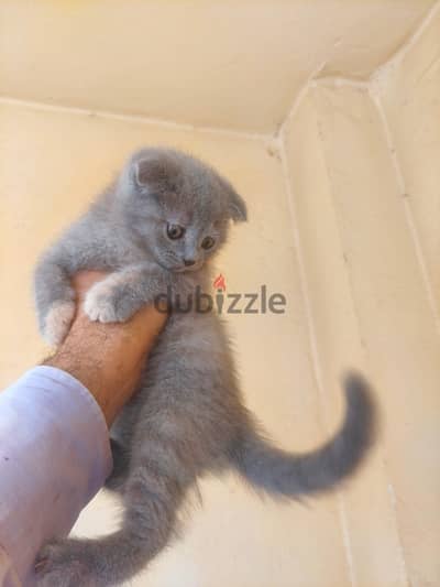 Scottish Kittens Available – Imported Bloodline