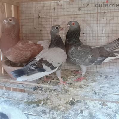 زغلول استرالي ازرق بسعر 150 ج