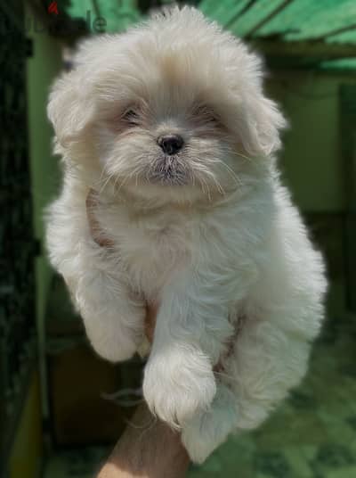 White Pekingese (Pikinwa) Puppy بيكنيز بيكنواه