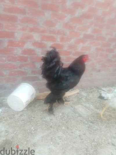 فراخ براهما