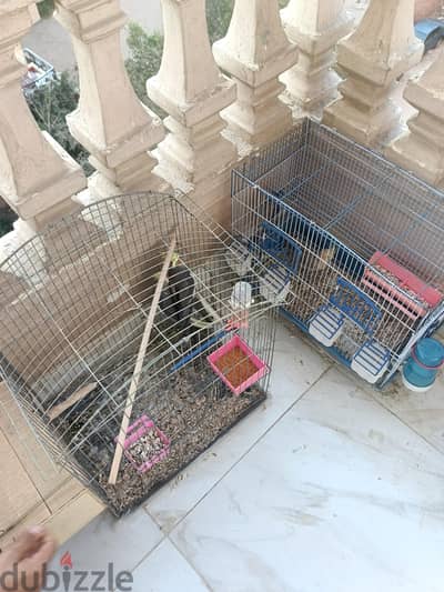جوز كوكتيل شغال و فرد ابنهم  بالاقفاص