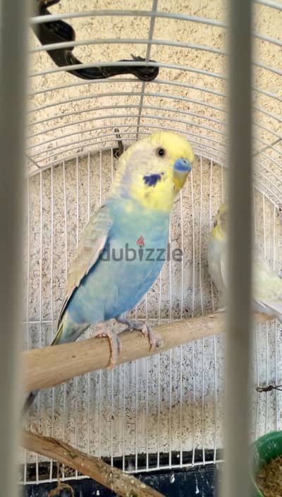 قص رينبو شغال ألوان تحفة
