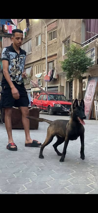 دكر شهور شهور الاب صيني والأم جزائر تفاصيل ودم عالي جدااا