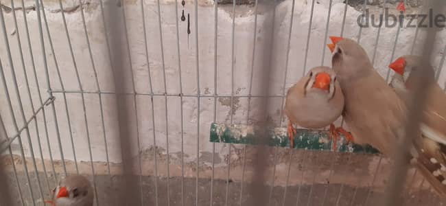 مجموعة زيبرا الوان مميزة مجموعة زيبرا الوان مميزة