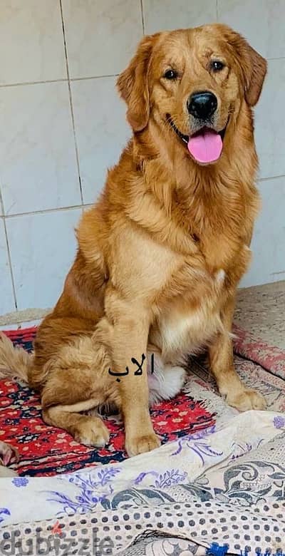 كلاب جولدن تقليب كويس