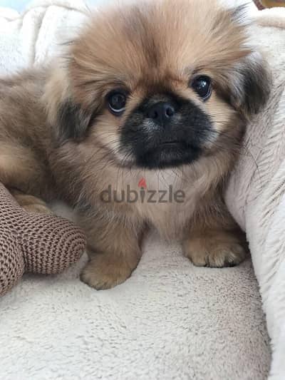 Pekingese بيكنواه