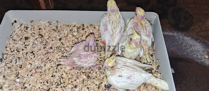 5 زغاليل كوكتيل لاتينى بريل عين حمرا للتاكيل اليدوى والتدريب