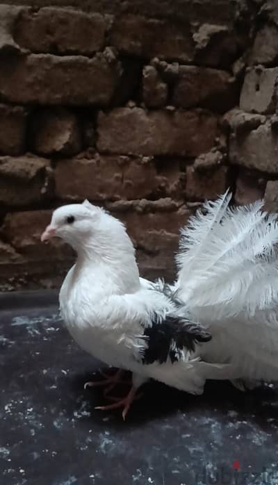 الخصوص عند نفق عثمان