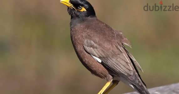 طائر المينا