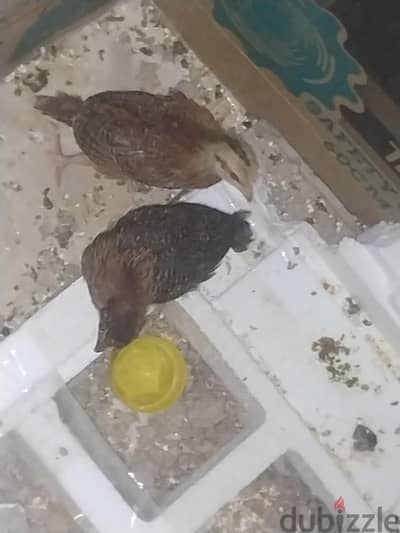 الجيزه هرم