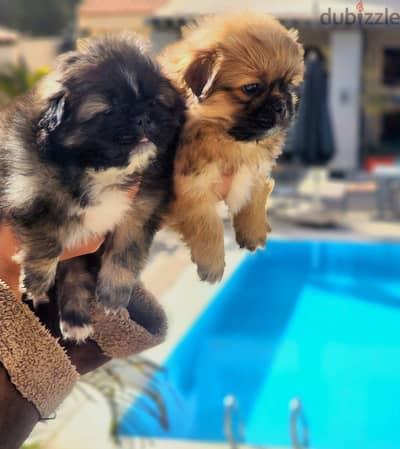 male shi tzu female puppy جراوي شيتزو ولد بنت ذكر شيه تزو انثي بيور