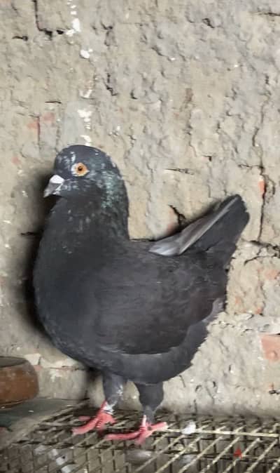 قص كينج بلاك