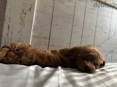 Pure teacup poodle