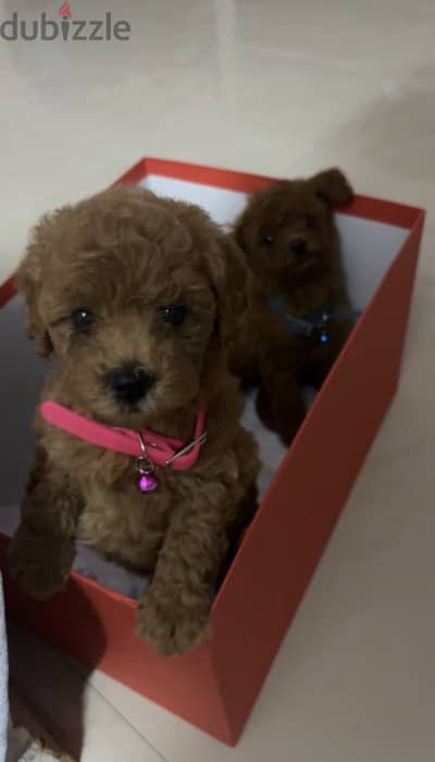 Pure teacup poodle