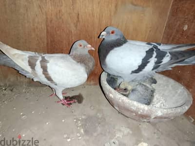 جوز زاجل معاه زغاليل حاجه الله اكبر