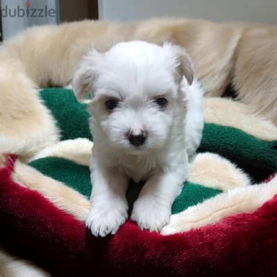 احلي واشيك بنوته هافانيز Havanese ميني ٤٧ يوم
