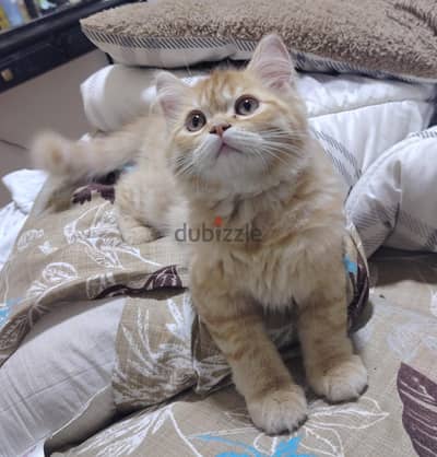 ولد شيرازي بيور العمر شهرين ونص