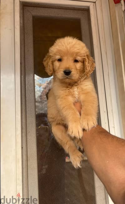 جولدن golden