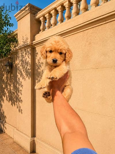 golden puppy جرو جولدن