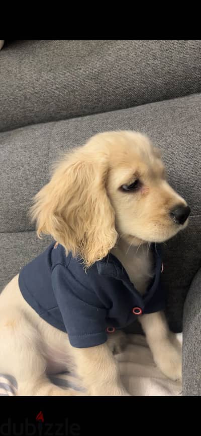Cocker spaniel male 3 months