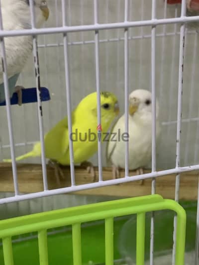 بادجي للبيع او البدل، المنصورة
