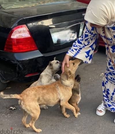 dog walker