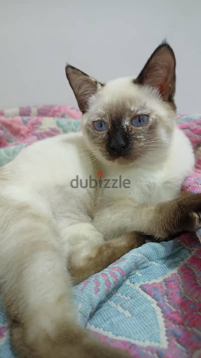 سيامي siamese
