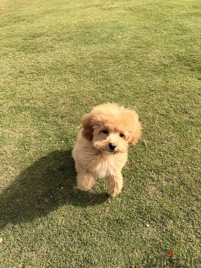 Toy Poodle (Vaccinated & Trained)