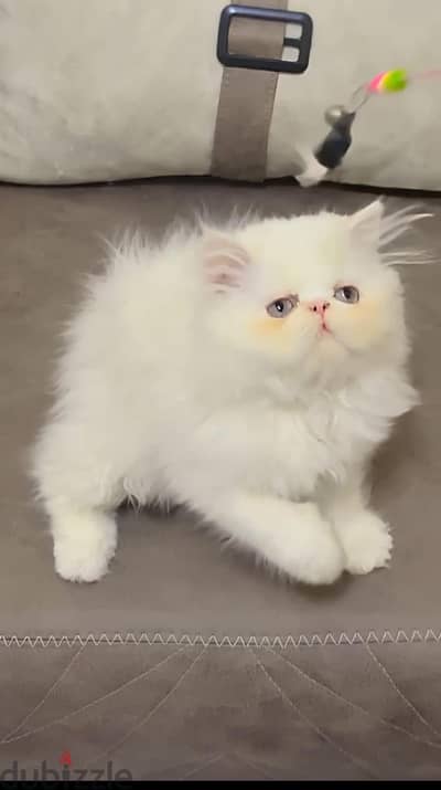 بسم لله للبيع بنوته هيمالايا