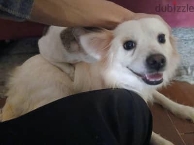 بمورينيان (Pomeranian) بيور مميز جداً - عمر 11 شهر