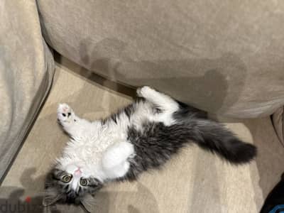 Siberian/Ragdoll kitten