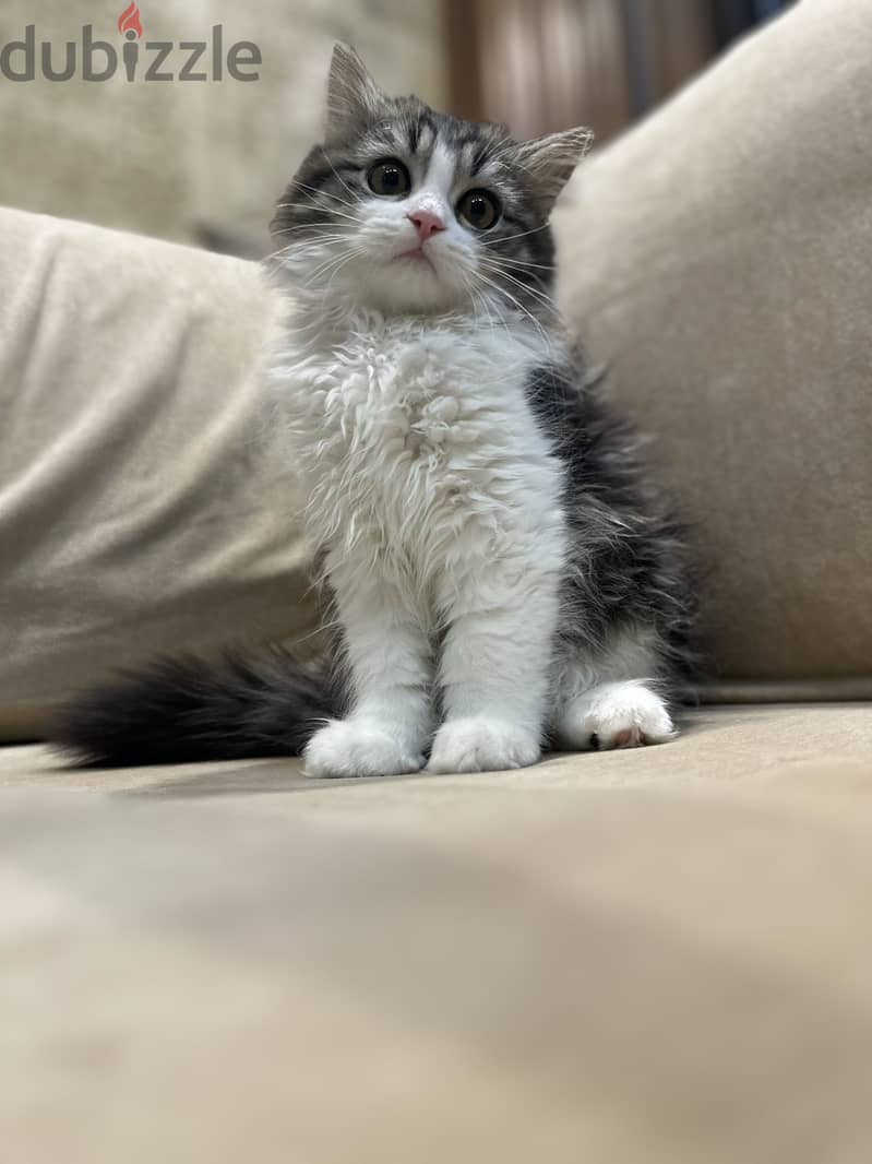 Siberian/Ragdoll kitten 1