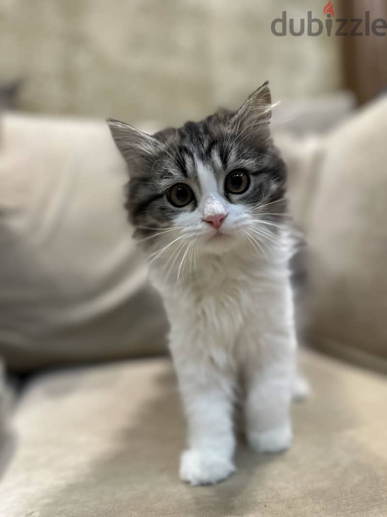 Siberian/Ragdoll kitten 2