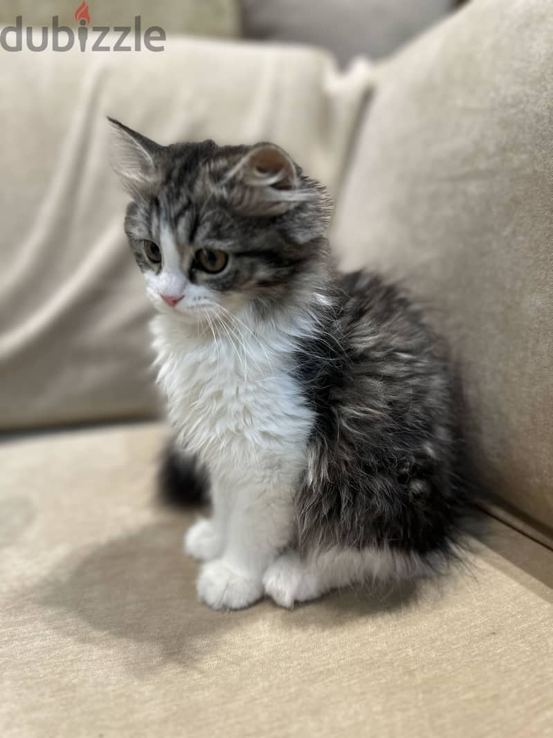 Siberian/Ragdoll kitten 3