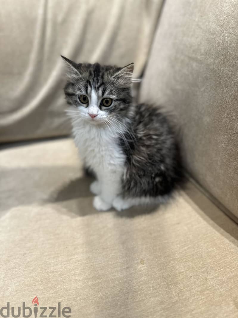 Siberian/Ragdoll kitten 4