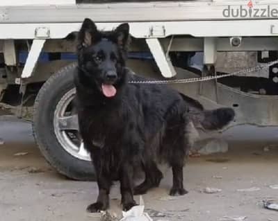 بنوته رويال بلاك  بتجهز للحيض