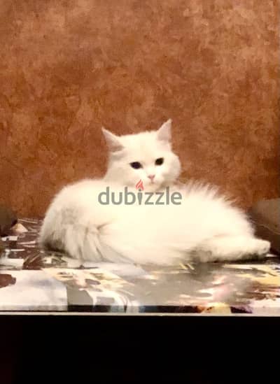 Pure White Persian Kitten – A Little Cloud Looking for a Home