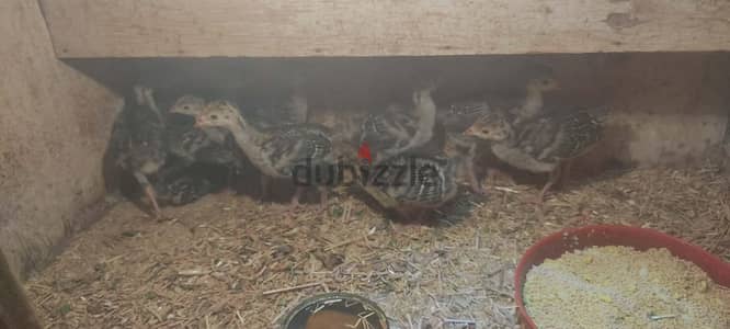 فراخ رومى تربيه بيتى ممتازه