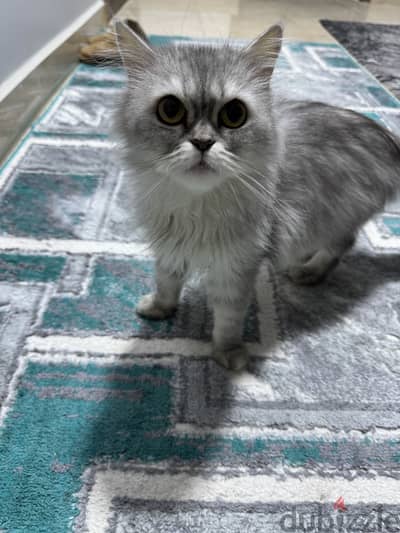 قطة للتبني