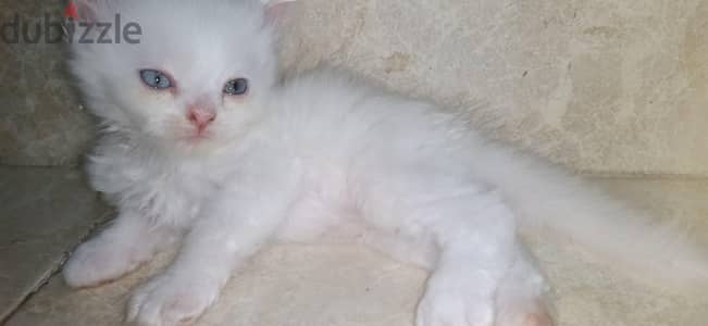 كيتن هملايا 45 يوم