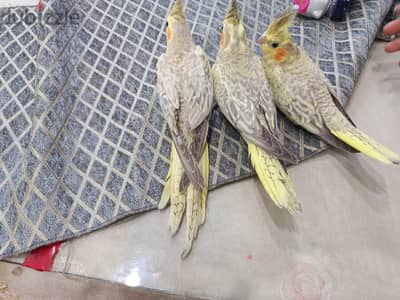 عصافير كوكتيل اليفه