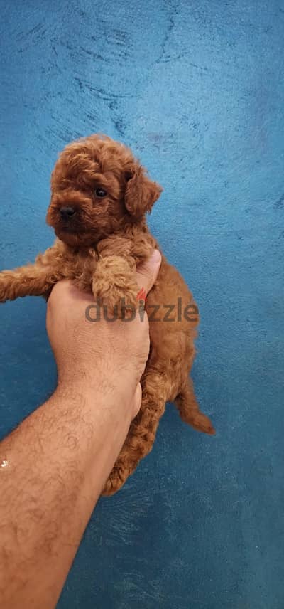 tooy poodle for sell