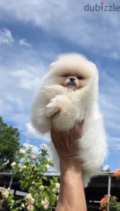 Pomeranian teacup