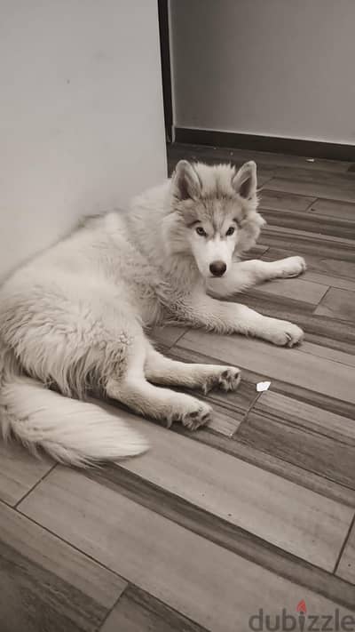 5 months husky fully vaccinated