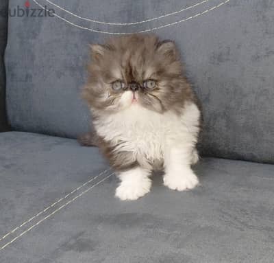 بنت بيرشن زرار  باي كلر  لونج هير